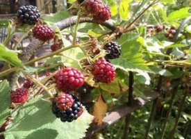 Theetuin Eemnes Extérieur