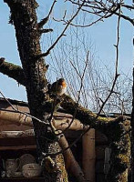 Theetuin Eemnes Extérieur