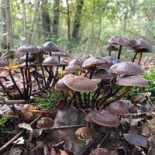 De Bosrand Arcen Exterior