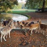 Bistro Bilthoven Exterior