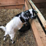 Grand Café Groeneveld Boisson