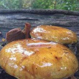 Campman B.v. Nourriture