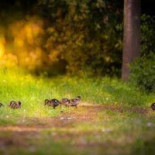 Metropolitain Extérieur