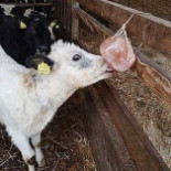 Havencafé De Pyramide Nourriture