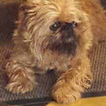 Magic Pitta Nourriture