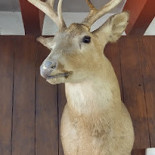 T Wit Kasteel Boisson