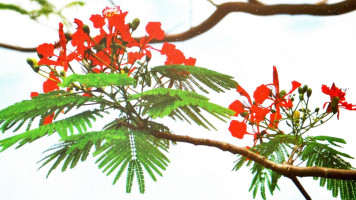 La Cocotte Belge Boisson