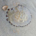 Bistro Gerard Nourriture