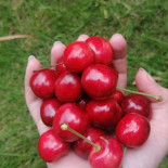 Fang's Hapje Boisson