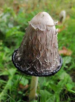 Domein De Bever drink