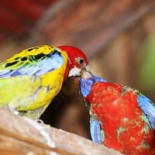 Oasis Pairi Daiza Nourriture