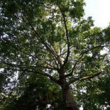 Thaï Café Ma Campagne Exterior