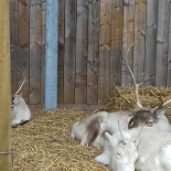 La Tapa Canaria Boisson