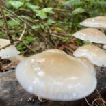 Bistro La Corbeille Bebida