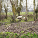 De Molenaere Extérieur