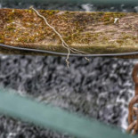 De Molenaere Boisson