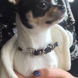 't Ostends Café-bistro Bebida