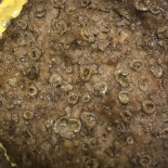 Cafe Boekt Nourriture