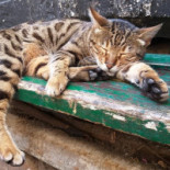 Café Den Turk Boisson