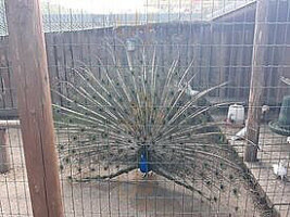 Villa Coucou Extérieur