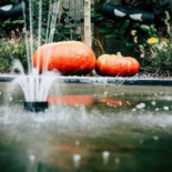 Villa Cecha Getränk