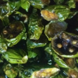 Den Burgh Nourriture