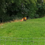 Bakkerij Vanderstraeten Exterior