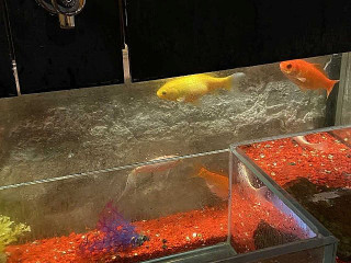 House Of Seasons Autumn