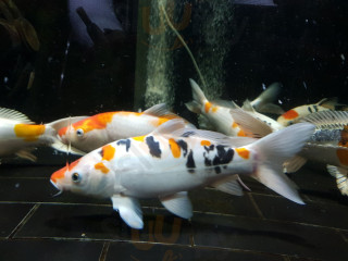 Sint Jorishof Cour St. Georges