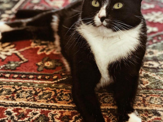 Kattencafe De Huiskamer Van De Familie Snorhaar