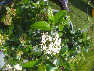 Present Open Vensters