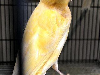 Regiotaxi Drechtsteden