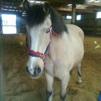 Poney Club Chez Aurore